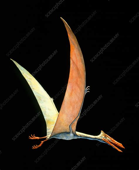 Artwork Of The Flying Reptile Quetzalcoatlus Sp Stock Image E446