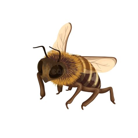 Honey Bee Flying In Cute Fluffy Yellow And Black Jacket With Two Wings