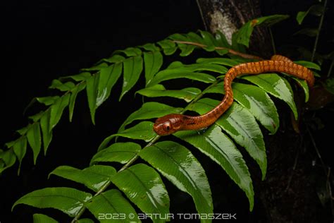 Keeled Slug Snake In December By Artur Tomaszek Inaturalist