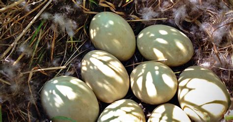 Almanac: Mallard duck eggs