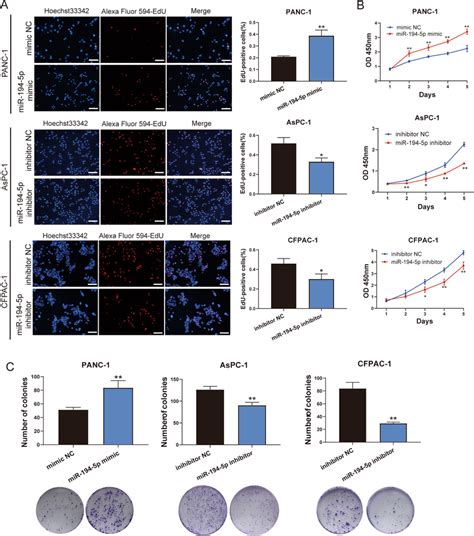 Mir 194 5p Promotes The Proliferation Of Pdac Cells A Edu Assay And