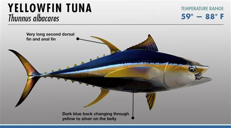 Yellowfin Tuna Size Chart: A Visual Reference of Charts | Chart Master