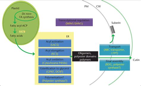 Tentative Biochemical Steps Identified In Cutin Suberin Biosynthetic