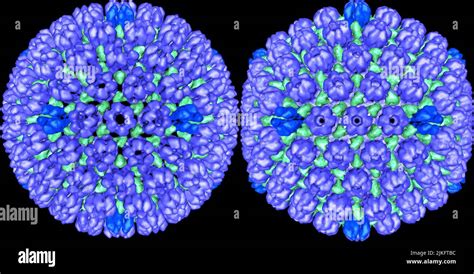 L immagine a sinistra è il procapsid rivestimento proteico esterno