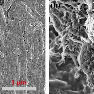 Sem Images Of A Pani And B Mwcnt Pani At Different Magnifications