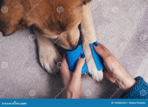 Girl Putting Bandage On Injured Dog Paw Stock Image Image Of Nurse