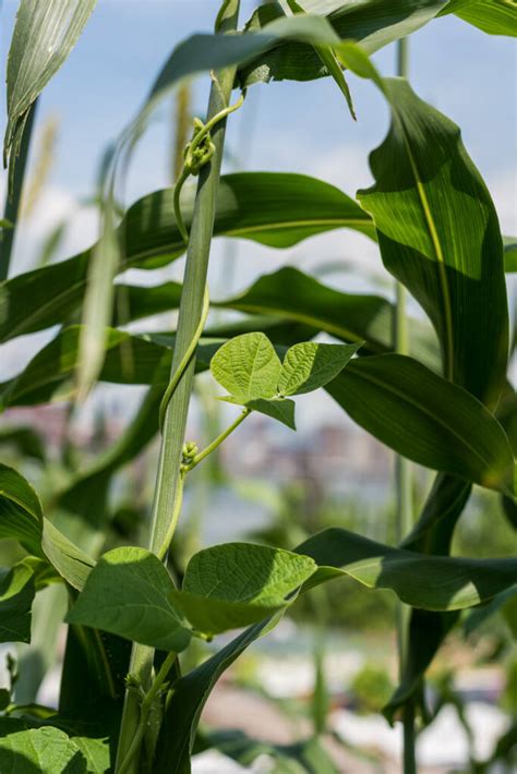 An Easy Way To Grow Sorghum The Wonder Grain Gardenista