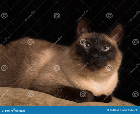 Cross eyed siamese cat stock photo. Image of feline, isolated - 1639266