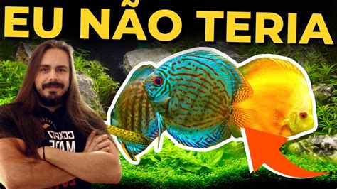 10 PEIXES QUE EU NÃO TERIA EM MEU AQUÁRIO Mr Betta YouTube