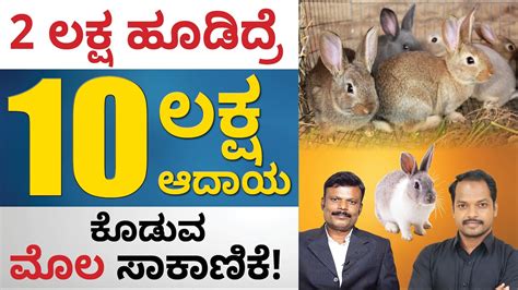 Rabbit Farming In Kannada How To Make Money From Rabbit Farming