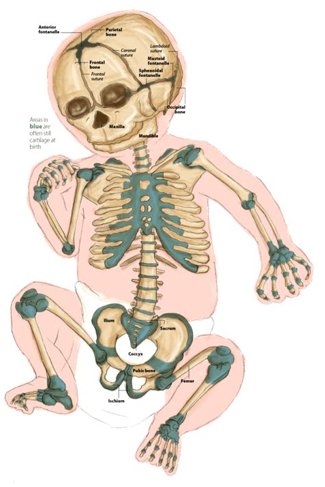 Sistema óseo de un bebé Cuerpo humano