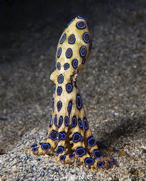 🔥 The blue ring octopus' bite can kill an adult in minutes. : r ...