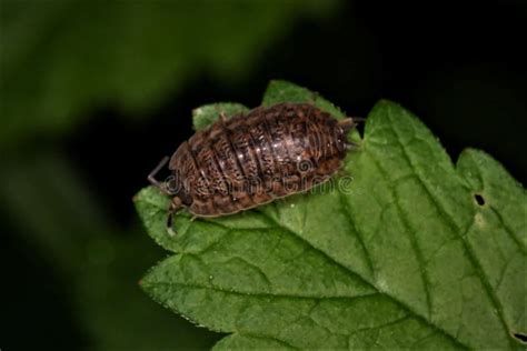 Pill Bug Armadillidium Vulgare Stock Photo Image Of Plant Leaf