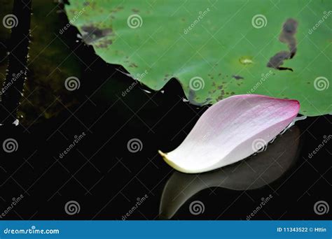 Lotus Flower On Water Stock Photography Image 11343522