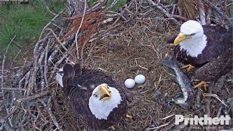 LIVE cam captures bald eagle eggs beginning to hatch, experts say