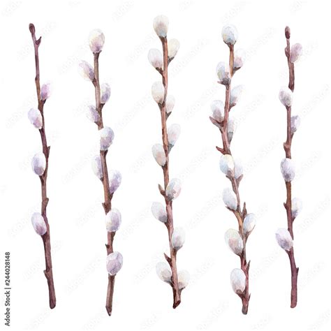 Watercolor Set Of Pussy Willow Branches Hand Drawn Illustration Stock Illustration Adobe Stock