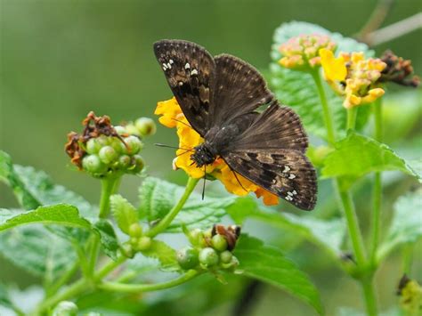 Horace S Duskywing From Mueller Austin Tx Usa On April At