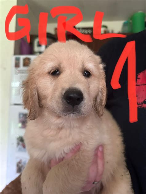 GOLDEN PYRENEES PUPPIES FOR SALE | Dogs & Puppies for Rehoming | Thunder Bay | Kijiji