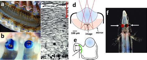 A Photograph Of The Eyes Of The Scallop Residing Along The Mantle