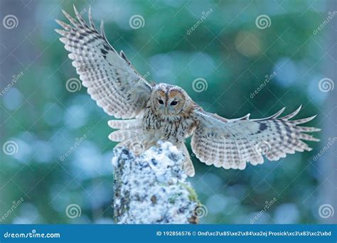 Tawny Owl Strix Aluco Royalty Free Stock Photo CartoonDealer