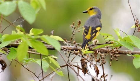 Scarlet Minivet – female | Marie-France Grenouillet - Wildlife Photographer