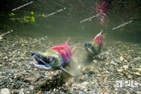 Underwater View Of Sockeye Salmon Pair Spawning In Power Creek Copper River Delta Near Cordova