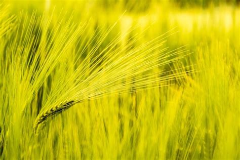 Premium Photo | Green wheat