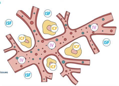 foundations  fluid  electrolyte balance flashcards quizlet