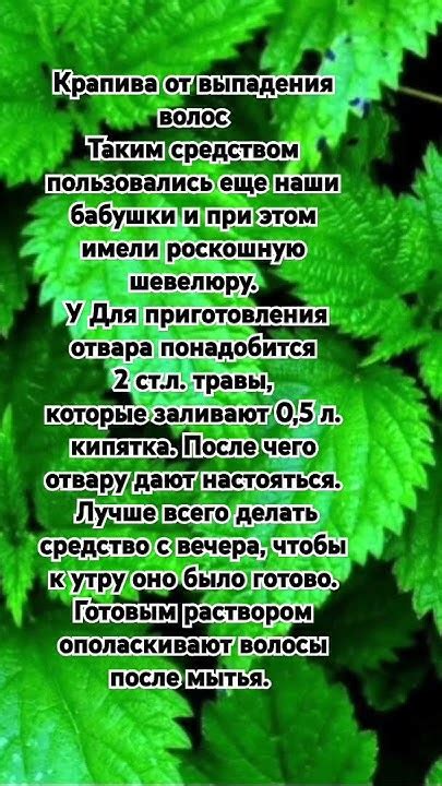 Крапива от выпадения волос - YouTube