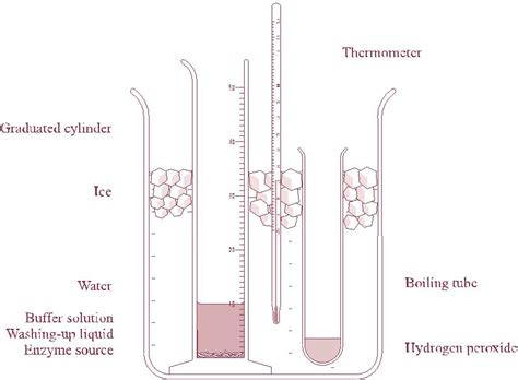 Investigate The Effect Of Temperature On The Rate Of Catalase Activity