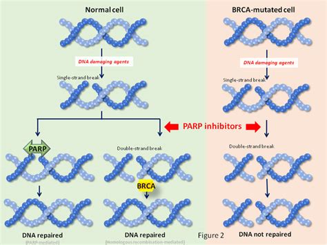 Synthetic Lethality Interactions For Parp Inhibitors In Synthetic