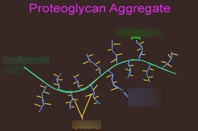 Lecture 8 Visual Drill Diagram Quizlet