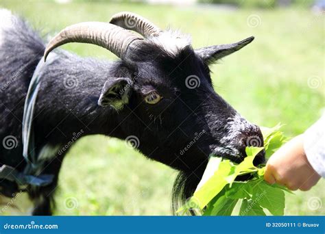 Goat Chewing Grass Stock Image Image Of Summer Horns 32050111