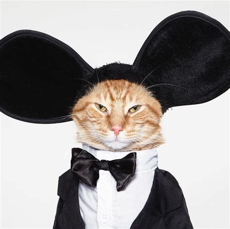 Cat Mouse. Mouse Cat. Cat dressed up as a formal Mouse. Mickey Cat ...