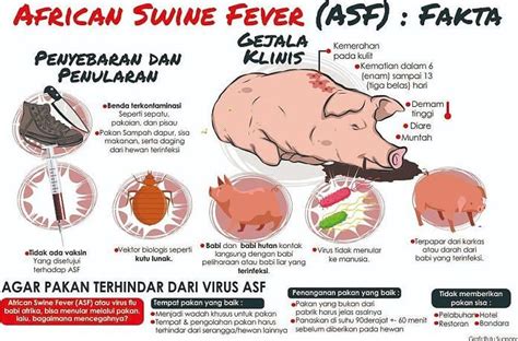 Apa Yang Dapat Dipelajari Dari Virus Babi Asf Sunspirit