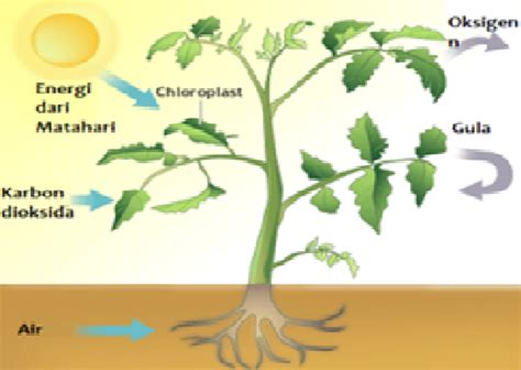 Begini Loh Proses Fotosintesis Pada Tanaman