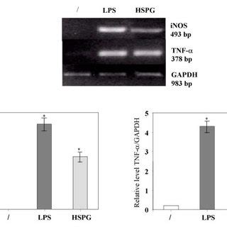 Effect of HSPG on iNOS and TNF α mRNA expression in murine microglia