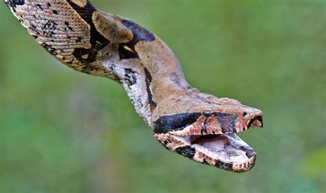 Boa constrictor snake opening door and falling - shotsukraine