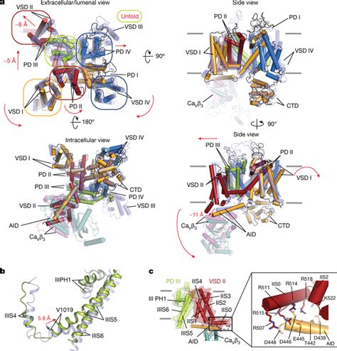 EMC Interactions Remodel CaV Structure And Extract PD III A