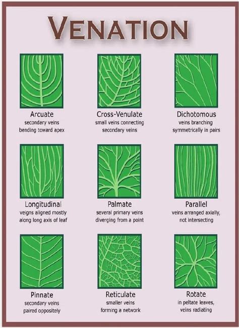 Leaf Venation Types Botany Trees To Plant Tree Identification