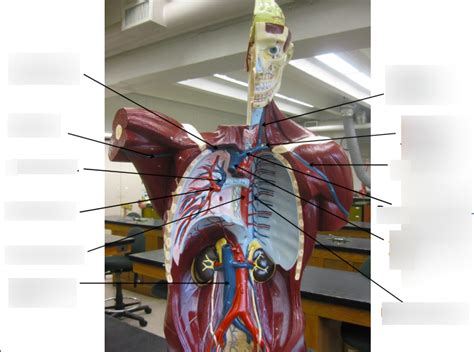 Blood Vessels Upper Torso Diagram Quizlet