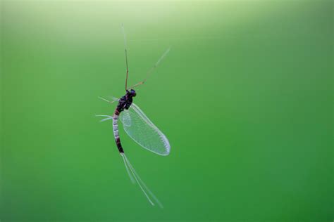 entomology - Mayfly identification - Oregon - Biology Stack Exchange