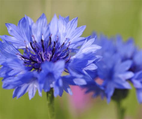 Cornflower Flower Meaning: Symbolism and Significance