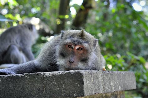 Alas Kedaton Monkey Forest In Bali Forest Temple And Animal Sanctuary