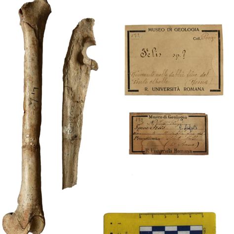 Original Label And Felid Femur And Ulna Found At Ponte Molle Form The