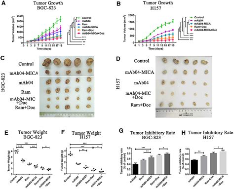 MAb04 MICA Had Superior Anti Tumor Efficacy In Cancer Xenografts In