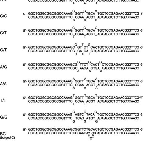 Dna Substrates A Bp Sequence Free Of Any P Binding Motifs Wt