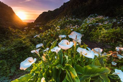 This Hidden Valley In Big Sur Is Blooming With Hundreds Of Calla Lilies