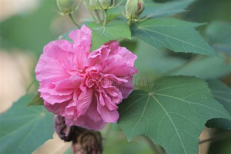 Hibiscus Mutabilis Stock Photo Image Of Blossom Closeup 63305098