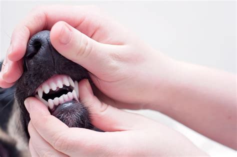 Dog Braces for Teeth: What You Need To Know - Veterinarians.org